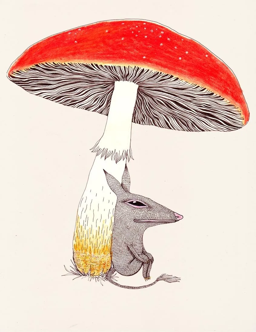 Creature Illustration Prints by Fox & Comet